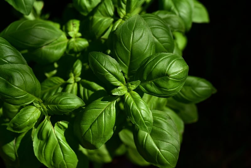 Kitchen Garden
