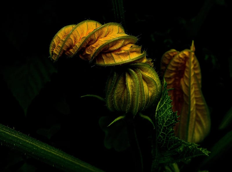 Kitchen Garden